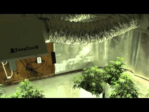 Cannabis grow room setup