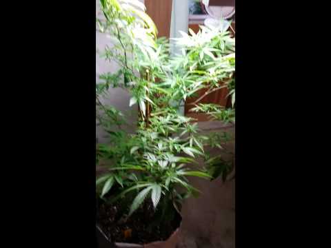 Indoor outdoor and greenhouse grow