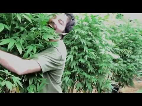 Growroom na Colômbia - Parte III