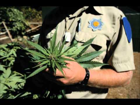 Growing Cannabis In My Yard [HQ]
