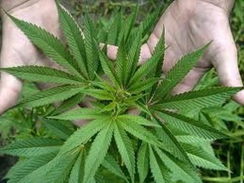 Facts About Marijuana - Marijuana Facts - Effects Of Marijuana - Facts About Weed