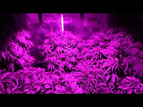 1500w LED grow - Radiant 500, Secret Cup, Sponsorships, Analytical360!