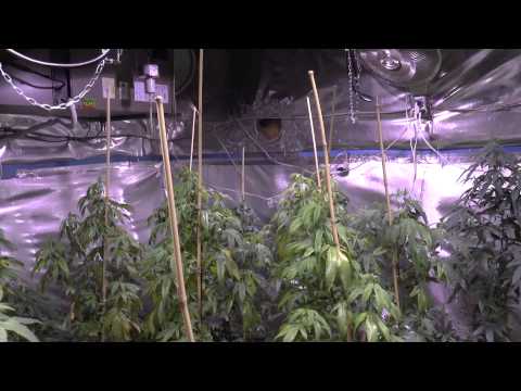 Growing marijuana trees, auto flower update week 7