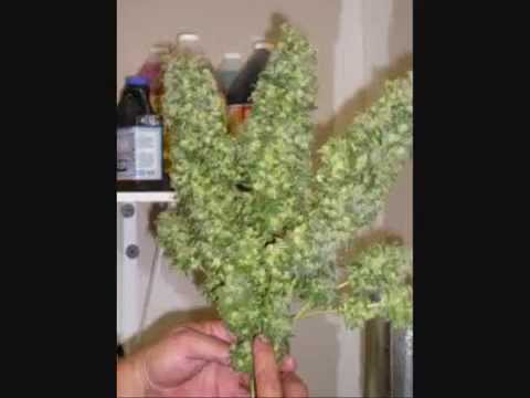 How to grow marijuana: The first thing you need to know!!!