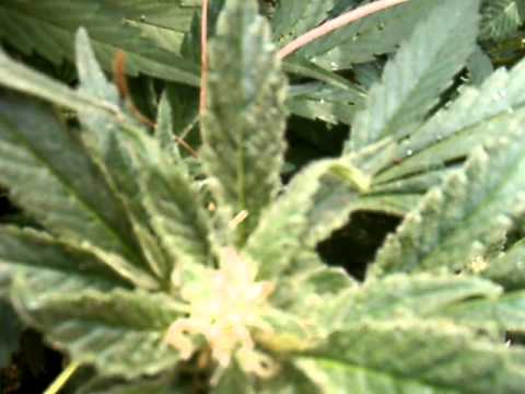outdoor marijuana grow 2010 garden 1