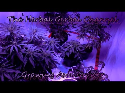 LED Grow Veg Rm Makeover/Main-Lining and Clone Update