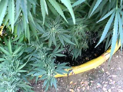 outdoor marijuana grow 2010