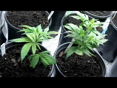 outdoor marijuana clones