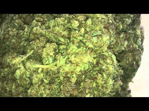 Half Pound Of LA CONFIDENTIAL MMJ COLORADO GROW