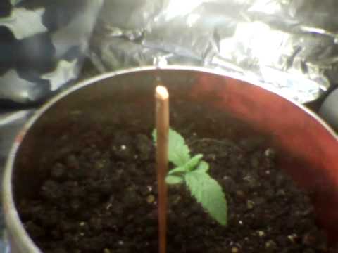 Hidden Marijuana Grow Box 1 Week old