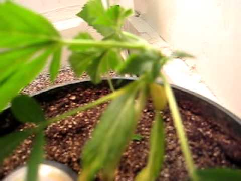 marijuana growing. my first attempt