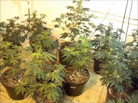 May 12, 2011 medicinal marijuana grow update