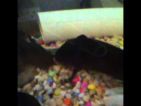 Best Vines for FISHLOVE Compilation - August 19, 2014 Tuesday Night