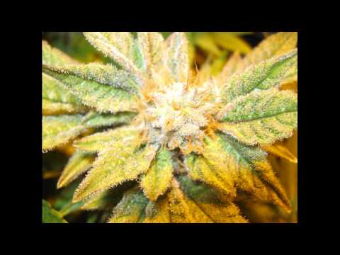 Marijuana pictures (HD) 720p Part 2