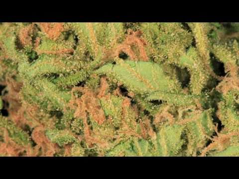 AMAZING HD Cali Medical Weed Pics feat. Collie Buddz - Come Around