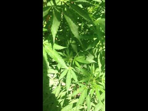 Outdoor michigan guerilla grow with irrigation part 3