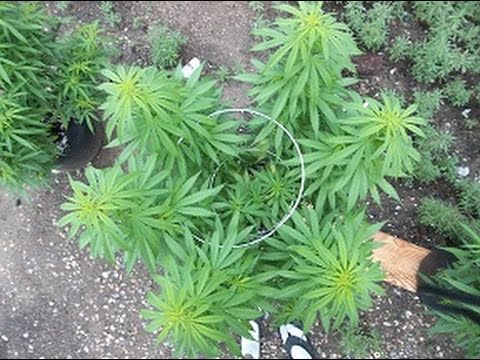 1st Outdoor medical cannabis grow, Freedom !