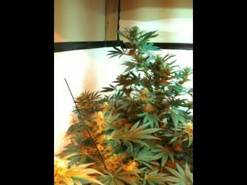 medical marijuana 2000 watt grow room white widow afgoo day 35
