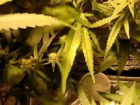 Too much wind for your cannabis plants!