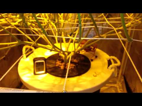 1 Light 1 Plant Hydro Grow Tent Setup Red Deisel STUPID! week 7