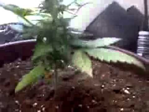 Growing Marijuana Indoors (Snow Ryder + Feminized & Auto Flowering) Part 2