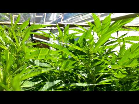 Update on the Outdoor Marijuana Garden