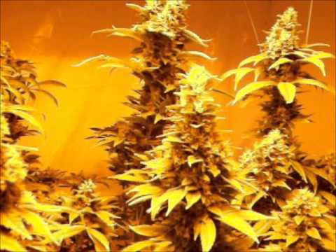 Indoor Marijuana Grow - Chem Dawg (Music by Warren G ft. Nate Dogg)