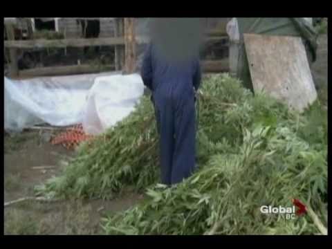 RCMP INTER GRADED GROW OP BUST, 2008 to 2010
