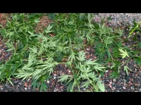 Outdoor Marijuana Garden Flower Training 2