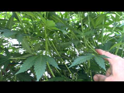 Outdoor Marijuana Garden Flower Training 1