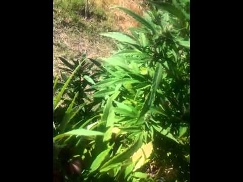 Outdoor organic medical marijuana garden aug 24th