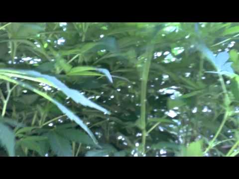 Marijuana Pruning Tips During Flowering
