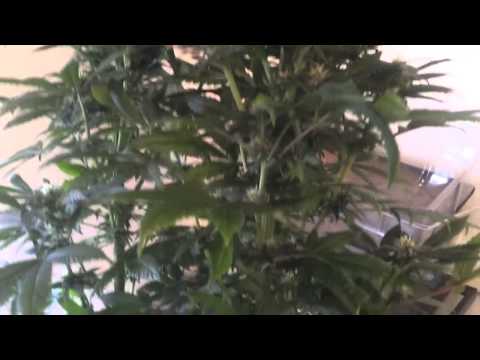 Making your own weed strain, pt 1