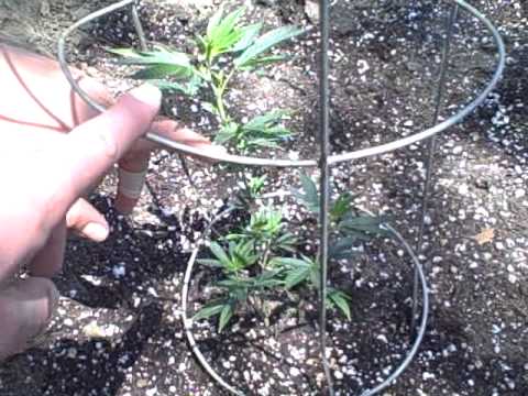 Outdoor Marijuana Grow 2011