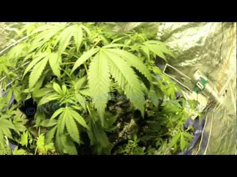 marijuana seedlings pictures