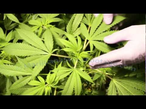 marijuana growing pictures