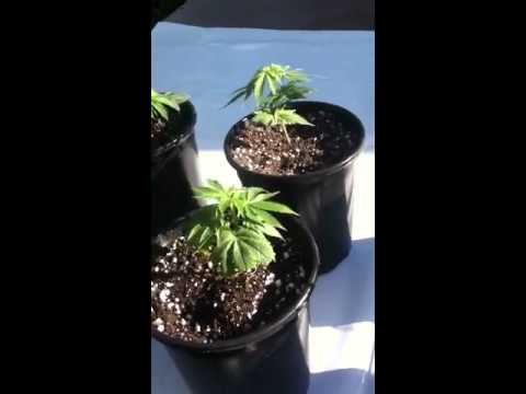 Day #2 outdoor marijuana grow