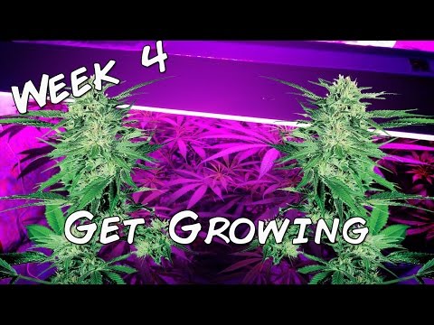 Get Growing