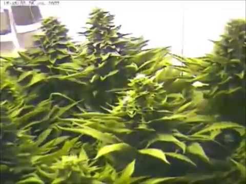 Marijuana Grow Time Lapse