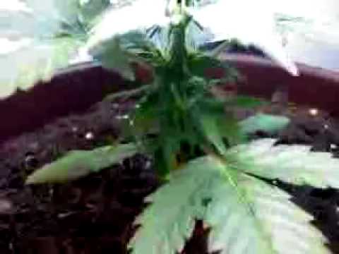 Growing Marijuana Indoors (Snow Ryder + Feminized & Auto Flowering) Part 1
