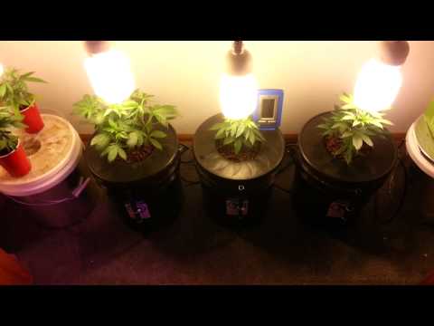 1 Light 1 Plant Hydro Grow Tent  (MMJ)
