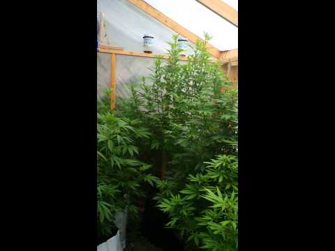 Medical marijuana greenhouse