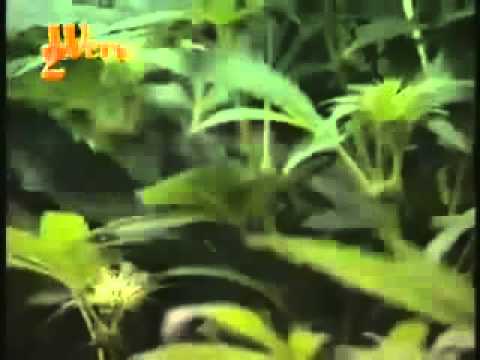 How to Build Grow Room - 3 of 3.flv