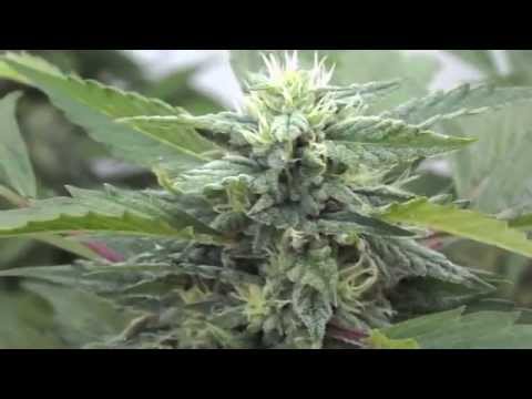 Outdoor Cannabis Grow 2014 (6th week flowering) 720p