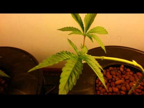 1 Light 1 Plant Hydro Grow Tent  (MMJ) (Mainlinig}