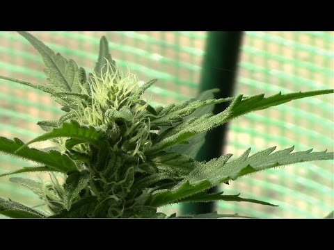 Greenhouse Grow 2014 ep6 - Getting Frosty