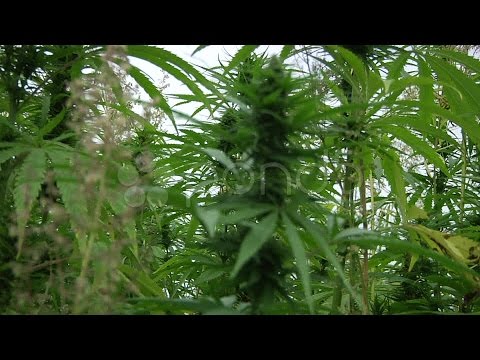 Marijuana Field - Pan Left To Right. Stock Footage