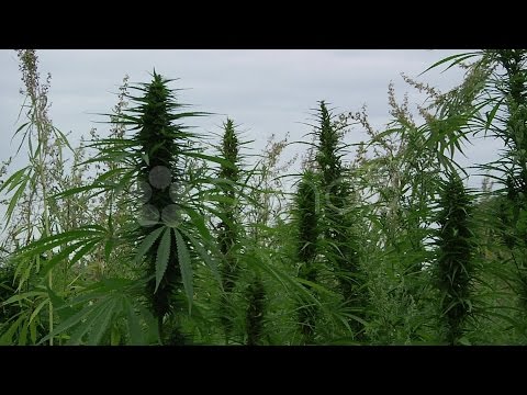 Marijuana Field - Pan Left To Right 2. Stock Footage