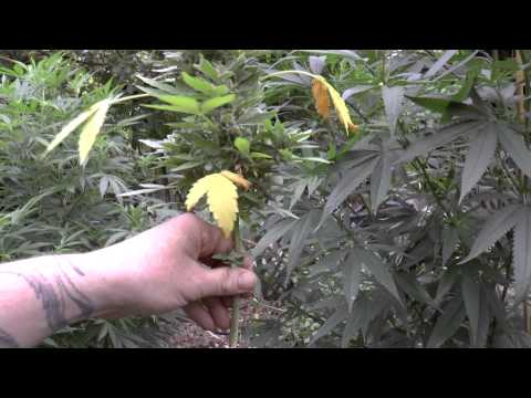 Harvesting the organic autoflower's, green peppers and potatos