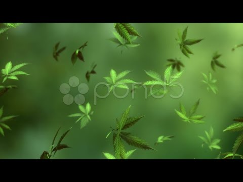 Marijuana Raining Dark. Stock Footage